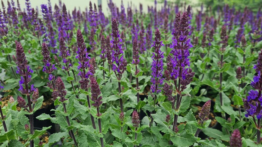 Salvia nemorosa Midnight Purple JAUNUMS 2025