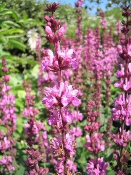 Salvia x superba Merleau Rose