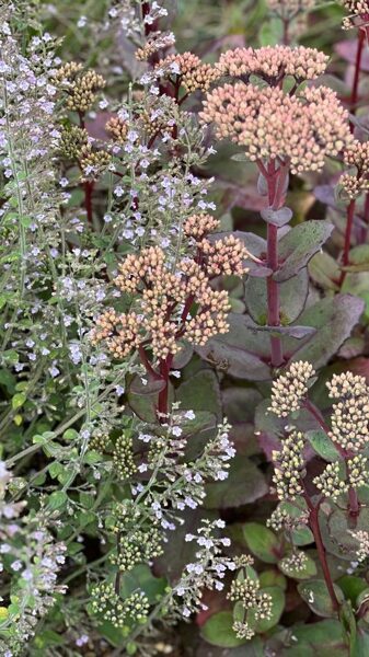 Sedum telephium Matrona