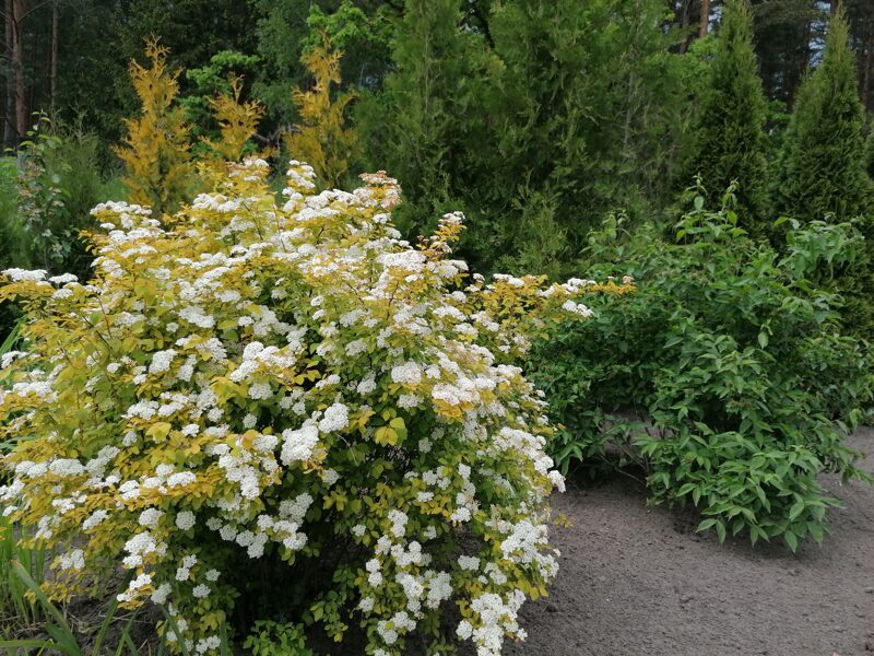 Spiraea x vanhouttei Gold Fountain