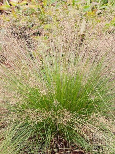 Sporobolus heterolepis