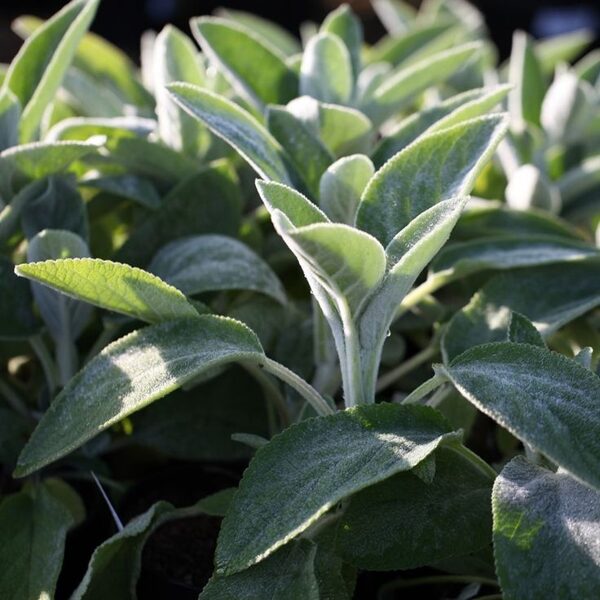 Stachys byzantina Big Ears JAUNUMS 2025