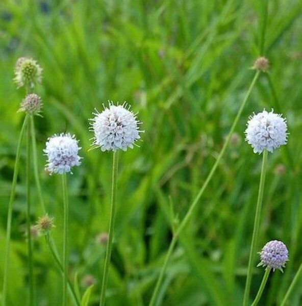 Succisella inflexa Frosted Pearls