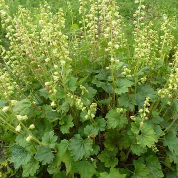 Tellima grandiflora