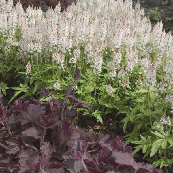 Tiarella Iron Butterfly