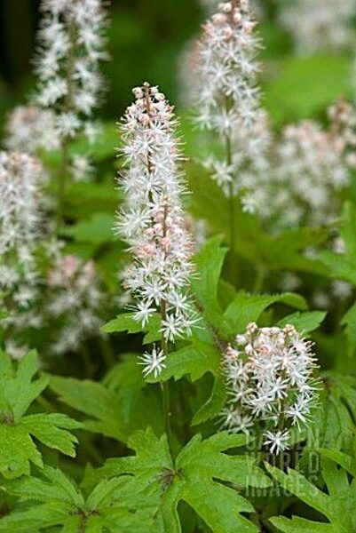 Tiarella Pink Sky Rocket