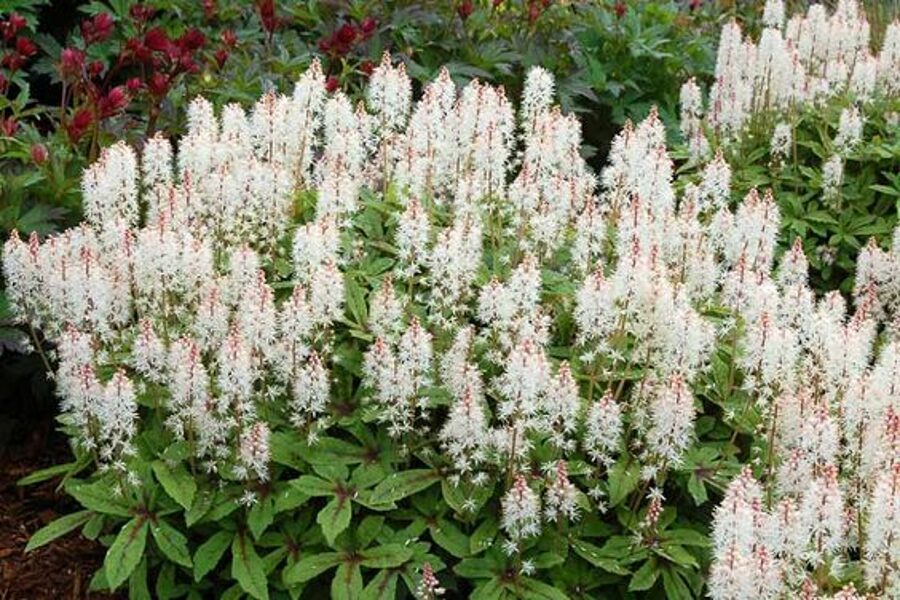 Tiarella Spring Symphony