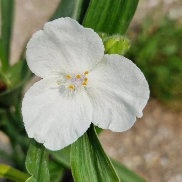 Tradescantia x andersoniana Alba