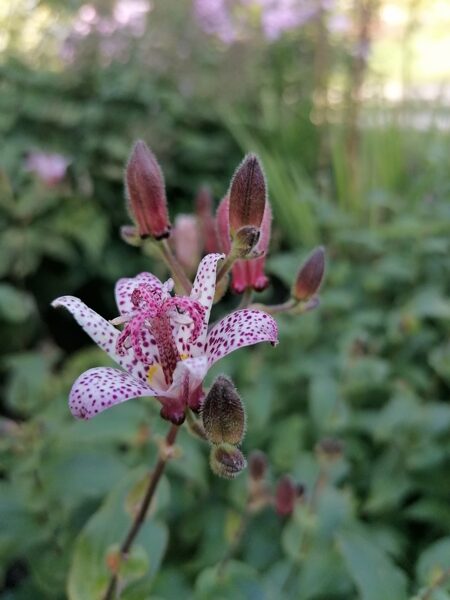 Tricyrtis formosana