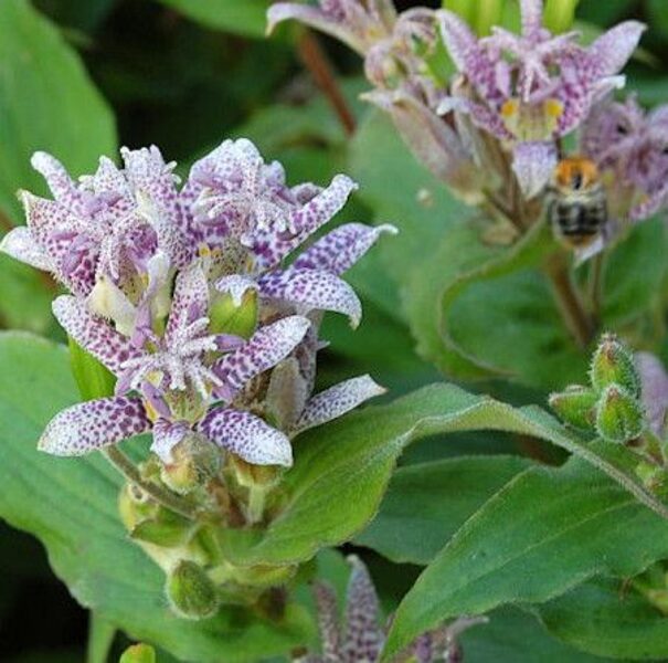 Tricyrtis hirta Miyazaki