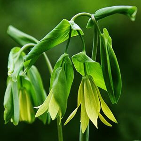 Uvularia grandiflora