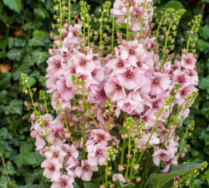 Verbascum hybridum Rosie JAUNUMS 2025