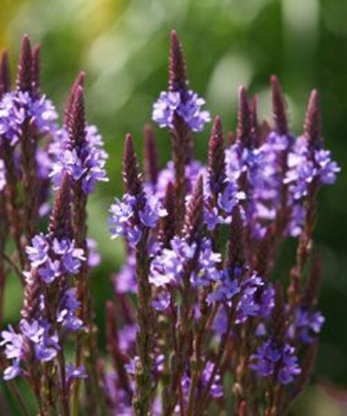Verbena hastata Blue Spires