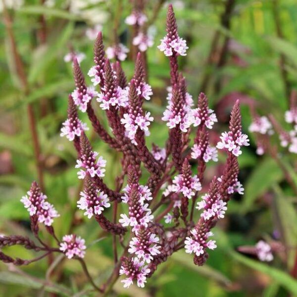 Verbena hastata Pink Spires