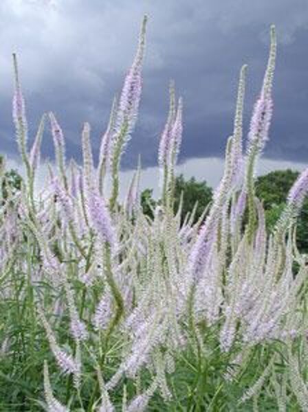 Veronicastrum virginicum Lavendelturn