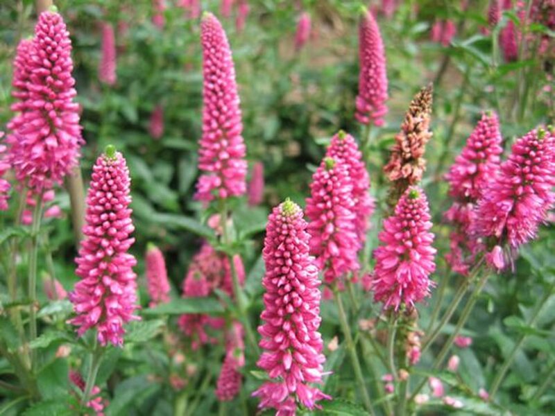Veronica longifolia First Love