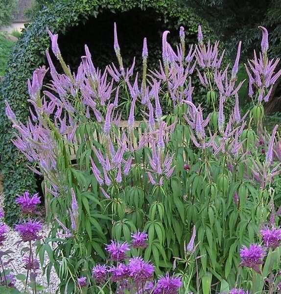 Veronicastrum virginicum Fascination