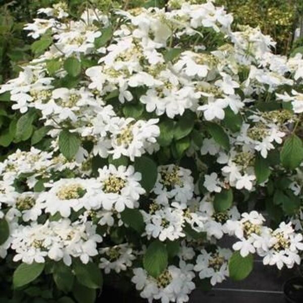 Viburnum plicatum Watanabe