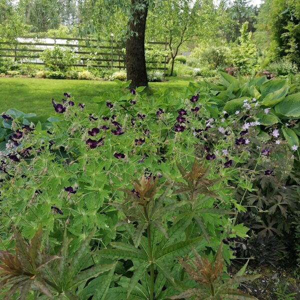 Dārzs 2025. gads- labākie mirkļi