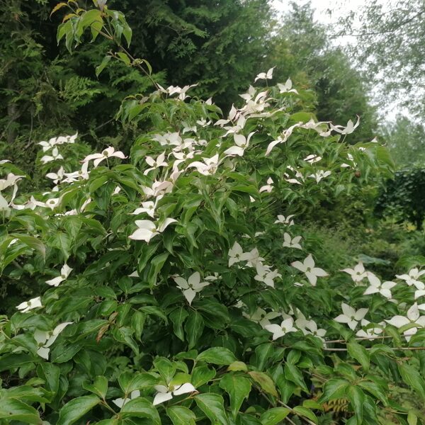 Cornus kousa Dwarf pink