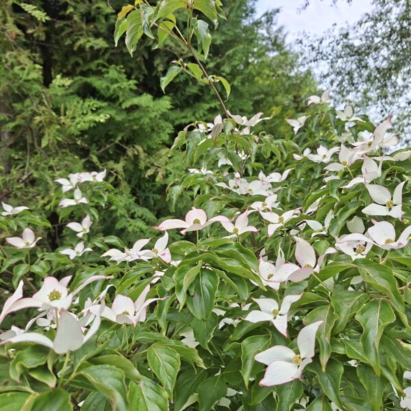 Cornus kousa Dwarf pink