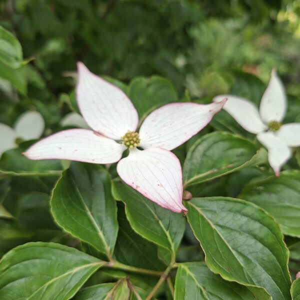 Cornus kousa Dwarf pink
