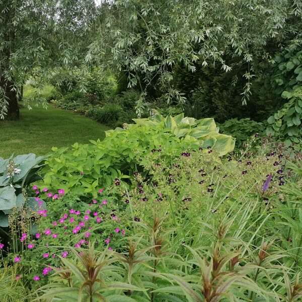 Geranium phaeum Raven un geranium endressi