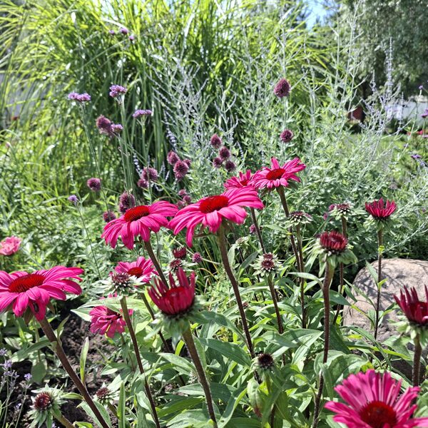 echinacea Sensation Wild Romance