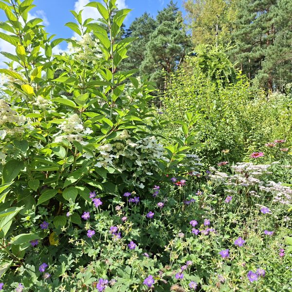 geranium wlassovianum Typ Zeppelin