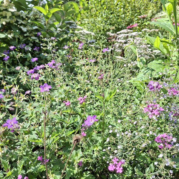 geranium wlassovianum Typ Zeppelin