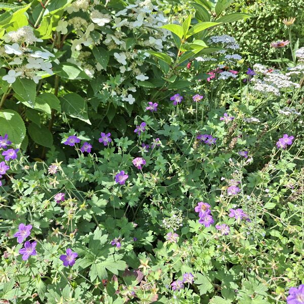 geranium wlassovianum Typ Zeppelin