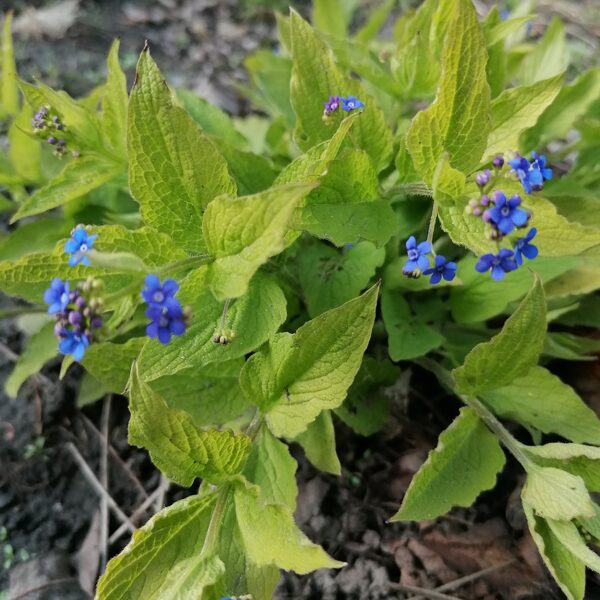 brunnera Diane's Gold