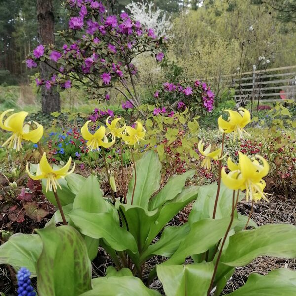 erythronium Pagoda