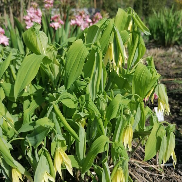 uvularia grandiflora