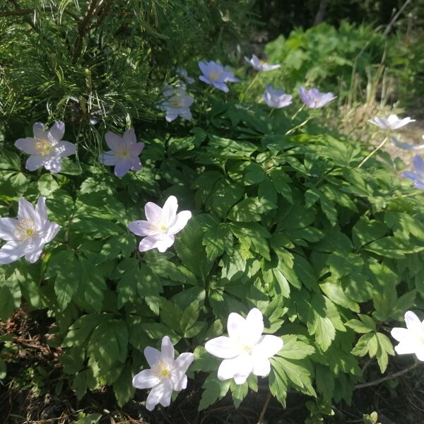 anemone nemorosa Robinsoniana