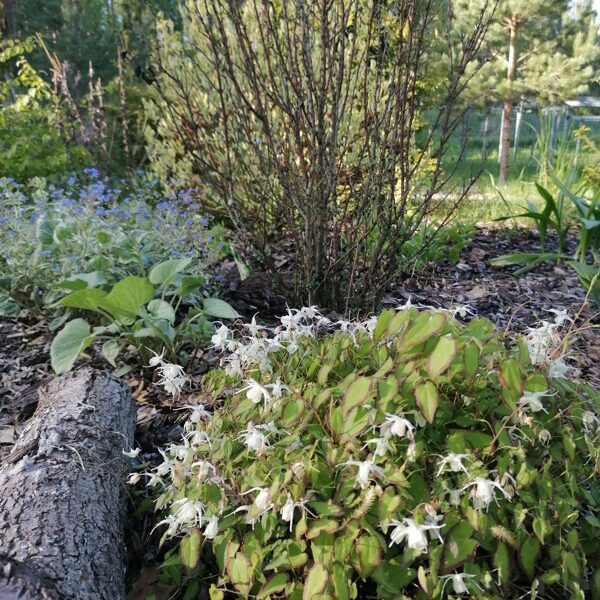 epimedium grandiflorum var higoense Bandit