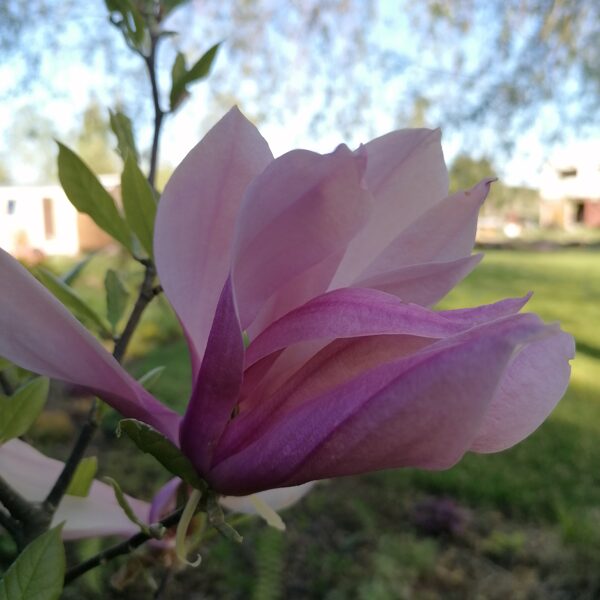 magnolia Betty