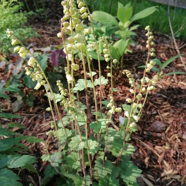 tellima grandiflora Forest frost