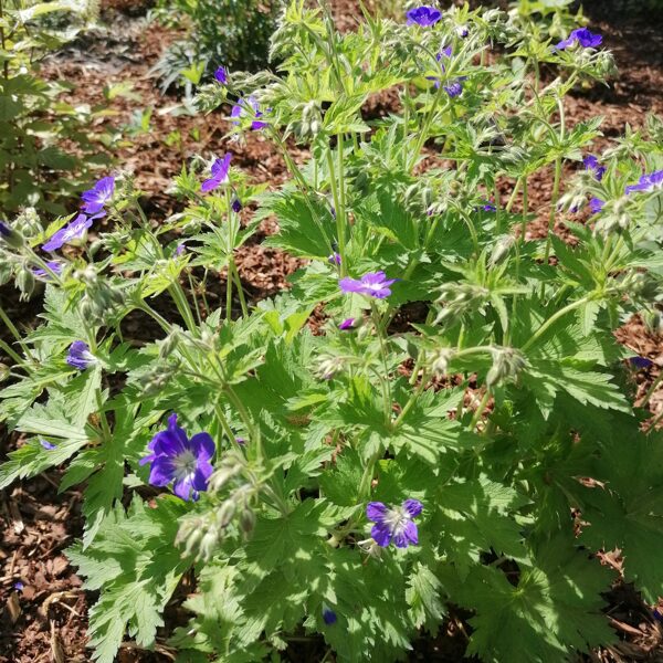 Geranium sylvaticum Amy Doncaster
