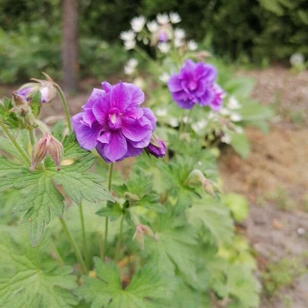 geranium pratense Plenum Violaceum