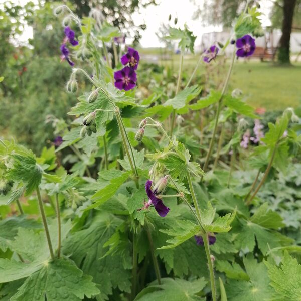 Geranium phaeum Raven