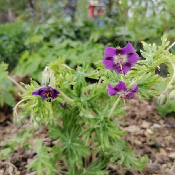 Geranium phaeum Margaret Wilson