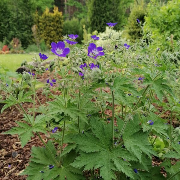 Geranium sylvaticum Amy Doncaster