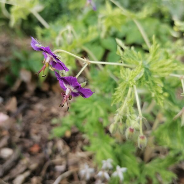 Geranium phaeum margaret Wilson