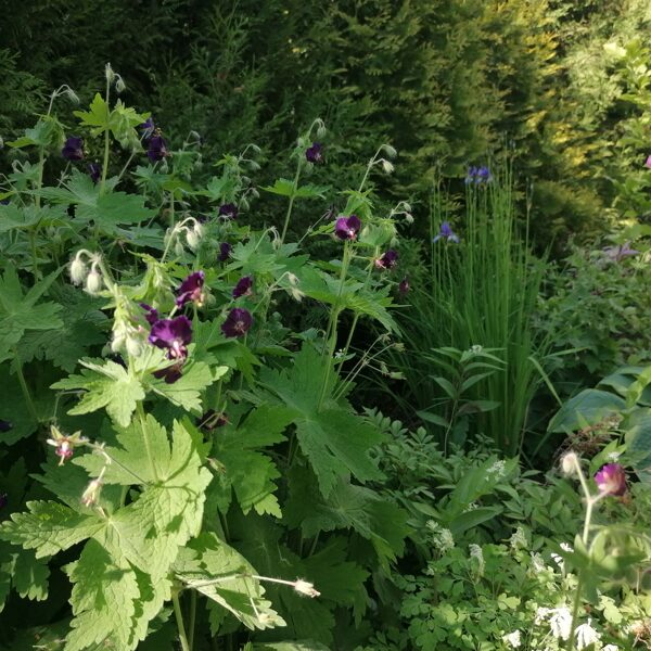 Geranium phaeum Raven