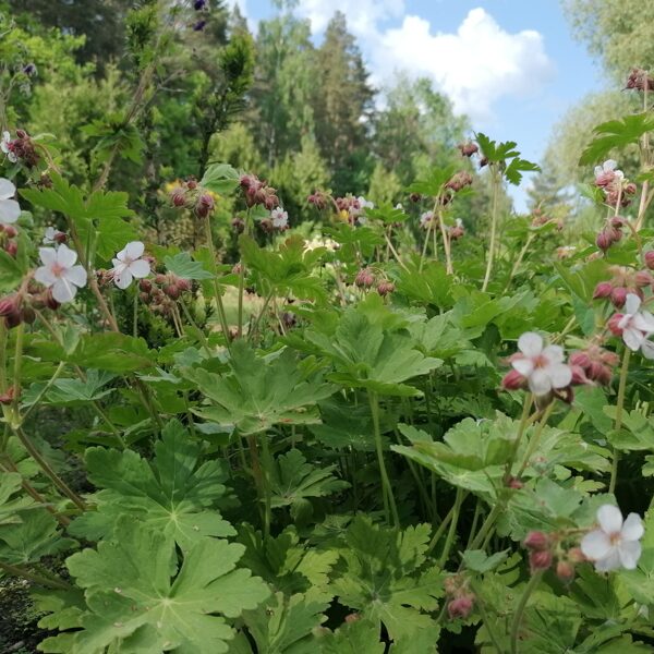 Geranium macrorrhizum Album