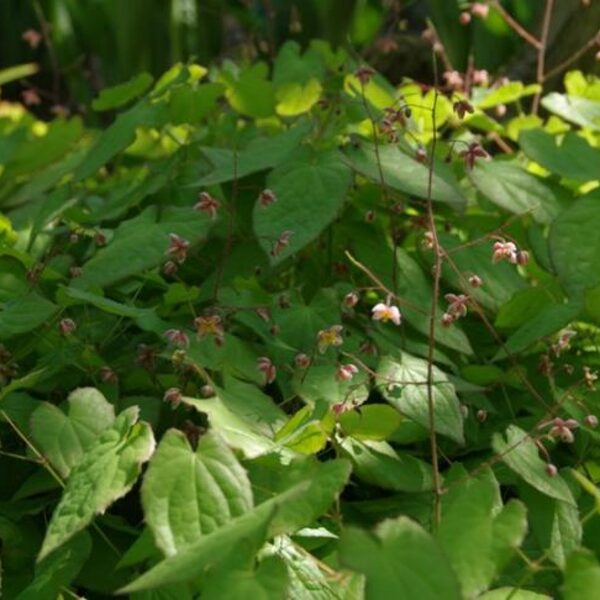 Epimedium alpinum