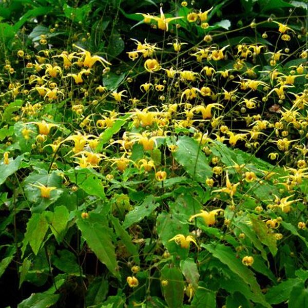 Epimedium Amber Queen