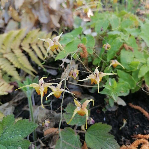 Epimedium Amber Queen dārzā