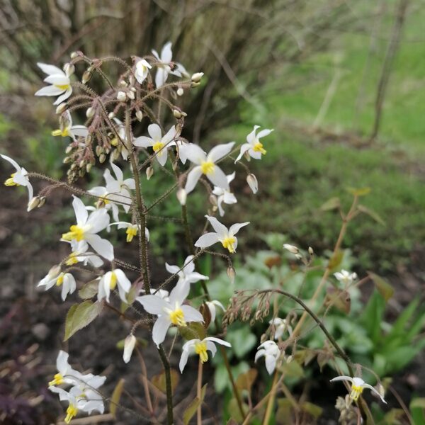 Epimedium brevicornu- smalka, ažūrīga un labi augoša.